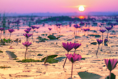 粉红色和红色莲花湖在酒店泰国