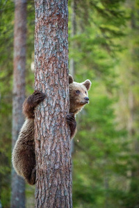 幼崽的棕色的熊爬上树