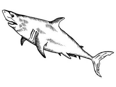 鲨鱼雕刻矢量插图