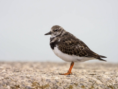 turnstone，蚤 interpres