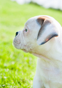 美国斗牛犬在性质上的小狗