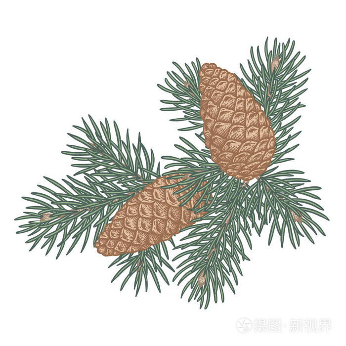 绿色郁郁葱葱的云杉分支和松树球果