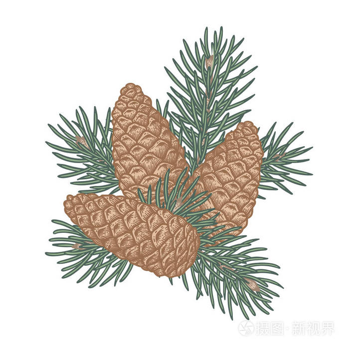 与分公司在白色背景上的松果插画-正版商用图片0zjhqb-摄图新视界