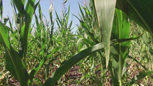 玉米田农场替身。绿草农业美国自然视频美国运动玉米场