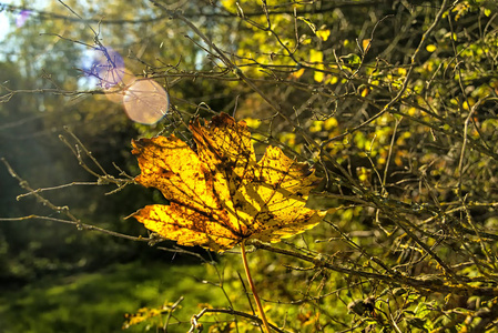 枫叶在秋天的颜色在背光