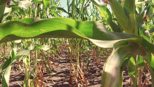 玉米田玉米农场稳定。绿草农业美国自然视频美国运动玉米种植农场