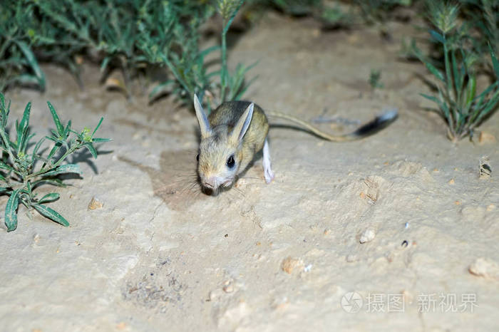 跳鼠jaculus跳鼠是草原动物和夜间生活