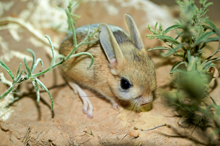 跳鼠是草原动物和夜间生活照片