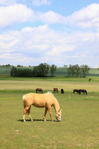 马在青青的牧场