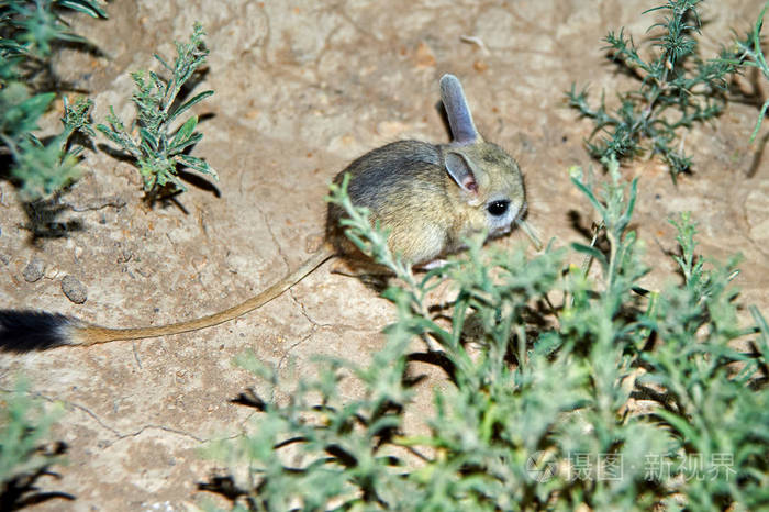跳鼠是草原动物和夜间生活