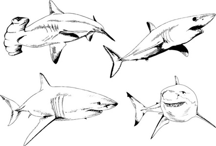 矢量图形为主题的海洋掠食者鲨鱼手工绘制在油墨中的设置