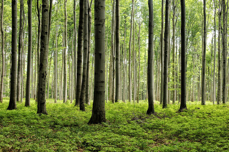 参天大树参天大树阔叶山林中长满苔藓树干的踪迹站在魔法森林的参天