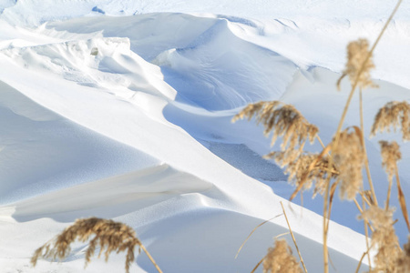 在冬日阳光明媚的日子里, 大雪飘浮着芦苇