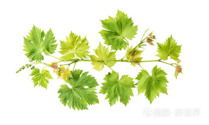 葡萄藤叶孤立的白色背景