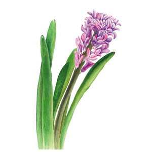 植物的水彩插图的白色背景上的风信子。可用于 web 设计，印刷业或纺织花