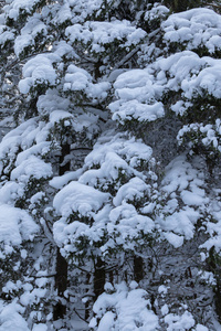 一个雪覆盖的喷水森林, 关闭, 垂直的形象