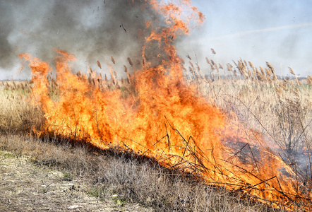 土地的舌头燃烧的乾草和芦苇照片