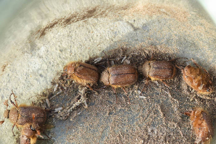 鳃金龟东部在地面上