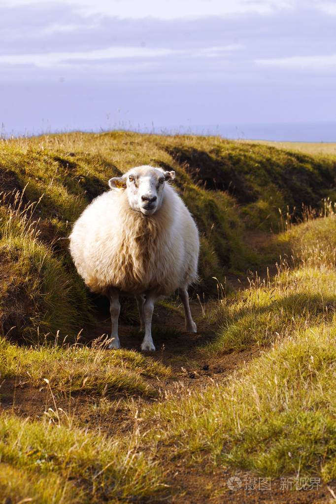 羊躺在球场上野生动物冰岛