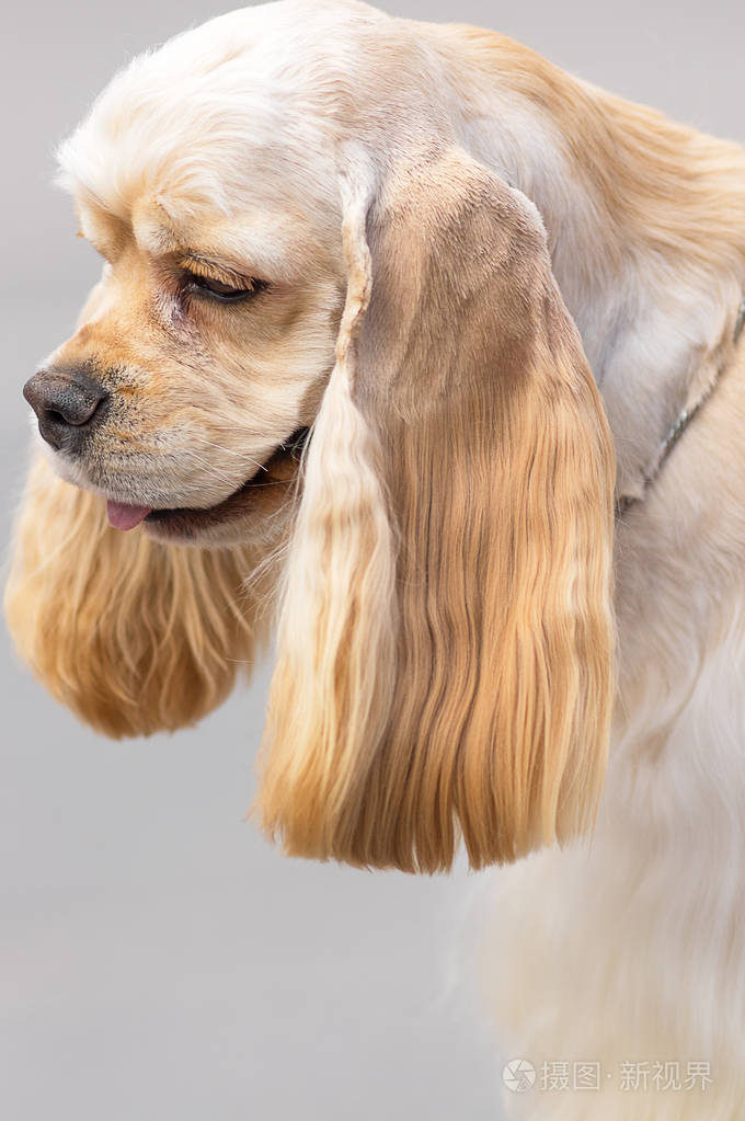 美国可卡犬spaniyel