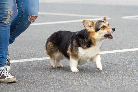 威尔士科基犬特写