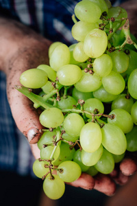 农民手里拿着臀部的绿色葡萄熟