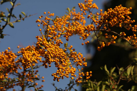 药用水果特写