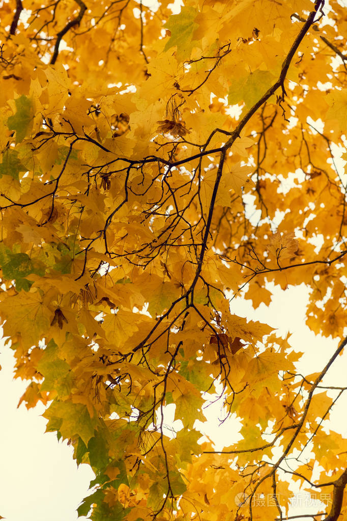 黄色枫叶在秋天在蓝天背景