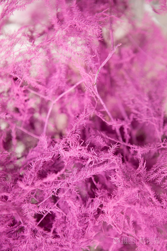 蕨类植物的粉红色花卉背景