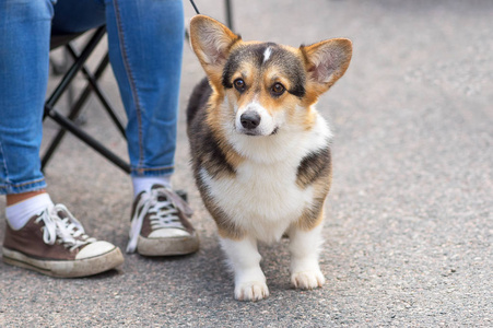 威尔士科基犬特写