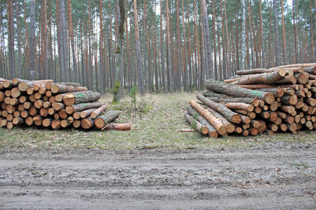在森林里的道路旁砍伐原木图片