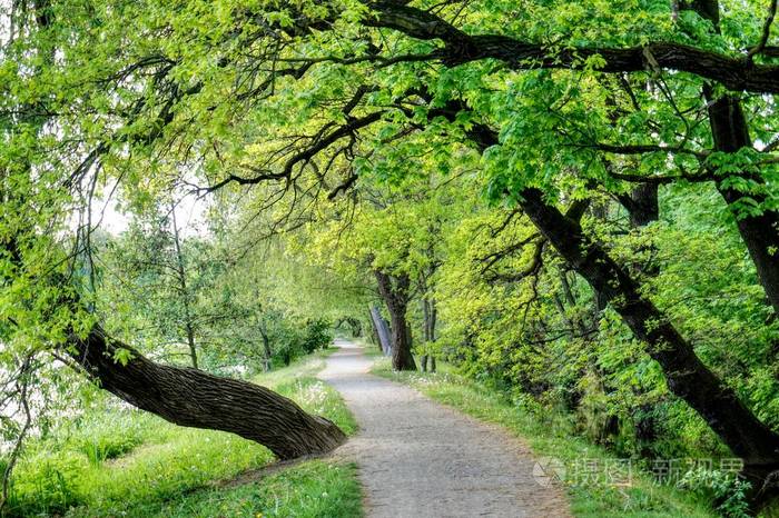 绿色森林在湖适合作为背景