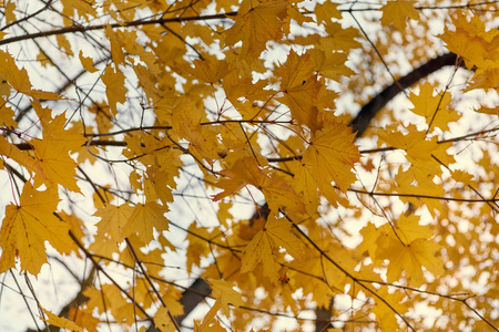 黄色枫叶在秋天在蓝天背景