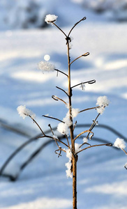 被蓬松的白雪覆盖的冻干植物