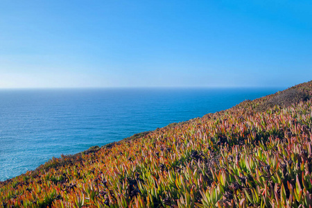 Carpobrotus 蓝靛果的海洋 Cabo Da Roca 辛特拉，葡萄牙督无花果