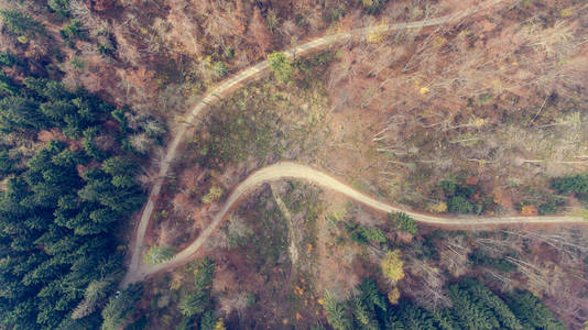 道路转弯的鸟图图片