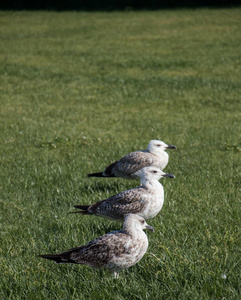 绿草上的海滨鸟海鸥