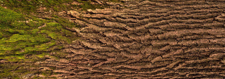 与绿色的青苔橡树的树皮的浮雕的纹理