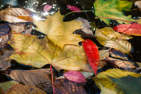 在秋高气爽的季节水多彩落叶表面