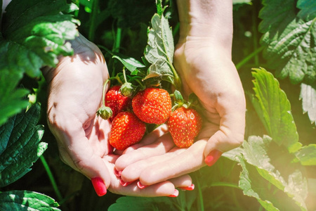 新鲜的草莓，在人的手