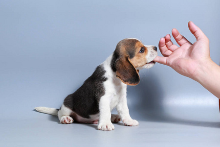 灰色屏幕1个月纯种猎犬