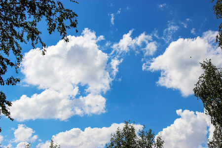 背景的蓝天和一些云在桦树的框架