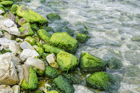 在海水背景下的带有海藻的石头