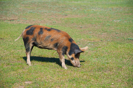 在绿色草地上奔跑的猪照片