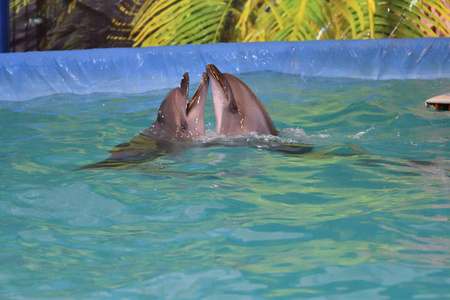 两只海豚在水中