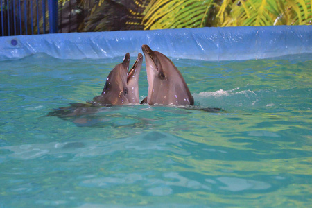 两只海豚在水中