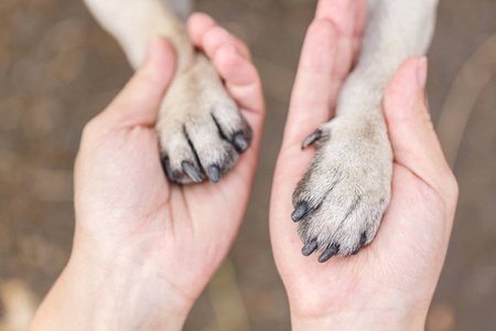 顶视图上狗爪子在人类的手。动物的概念