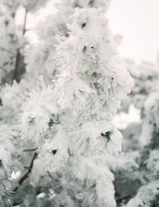 森林里的冬天树木覆盖着新鲜的雪。 圣诞节。 树上有许多雪