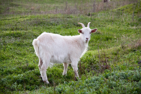 在字段中的绿色草地上的一个白山羊照片