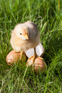 嫩鸡配碎的蛋壳和蛋在绿色的草地